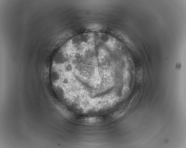 X0000096180365200802151447