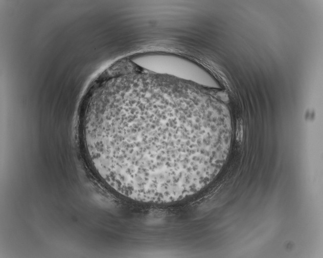 X0000096180388200802151446