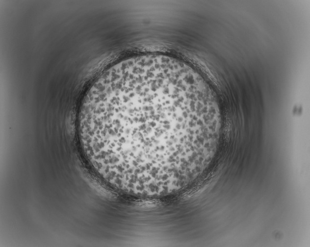 X0000096180402200802151446