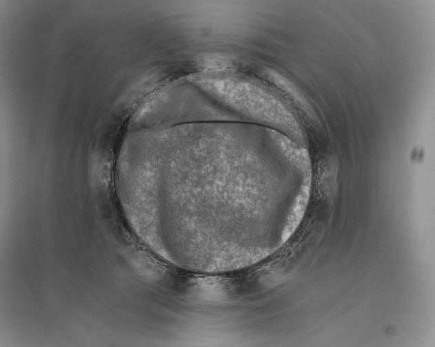 X0000096180417200802151446