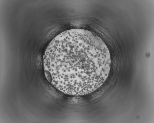 X0000096180420200802151445