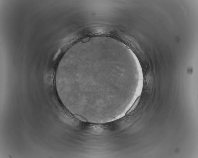 X0000096180423200802151445