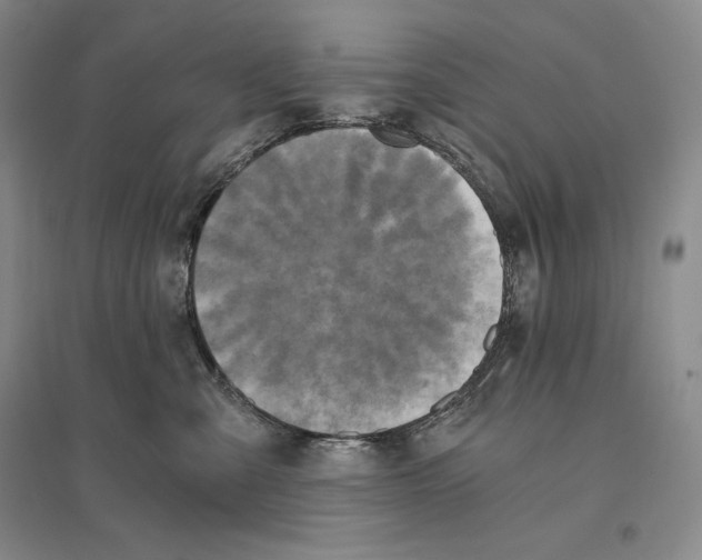 X0000096180427200802151445
