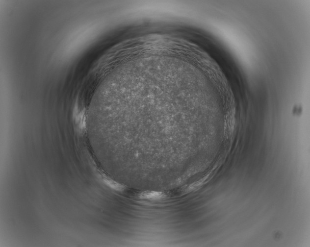 X0000096180431200802151445