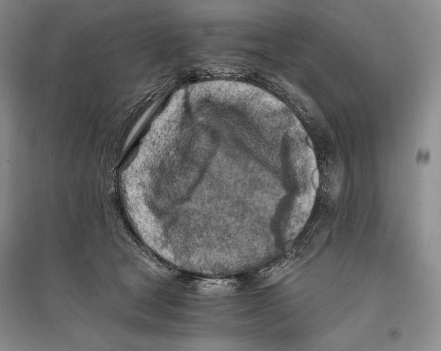 X0000096180465200802151445
