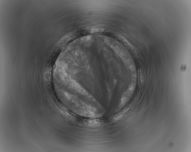 X0000096180475200802151445