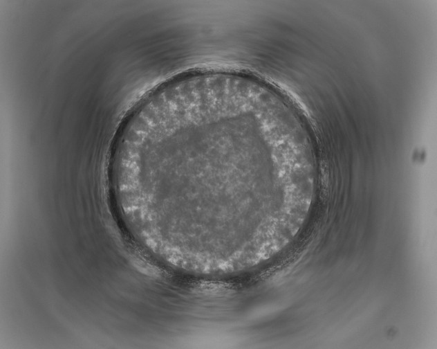 X0000096180487200802151444