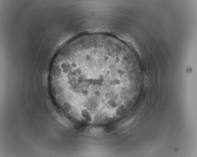 X0000096180491200802151444