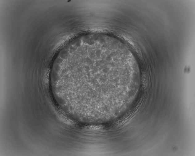 X0000096180495200802151444