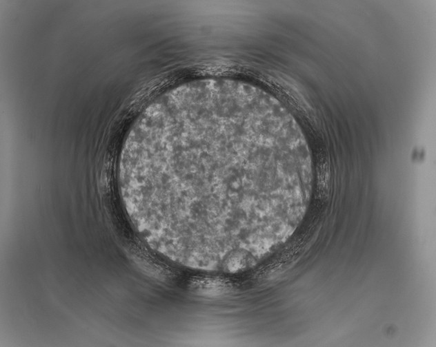 X0000096180503200802151444