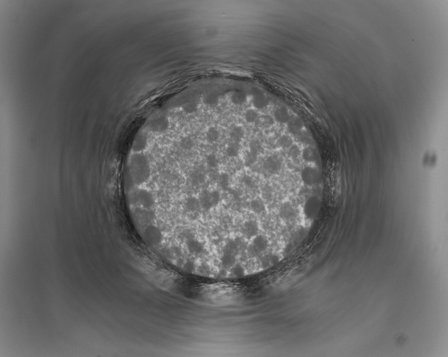 X0000096180511200802151444
