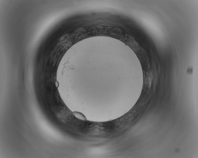 X0000096180526200802151444
