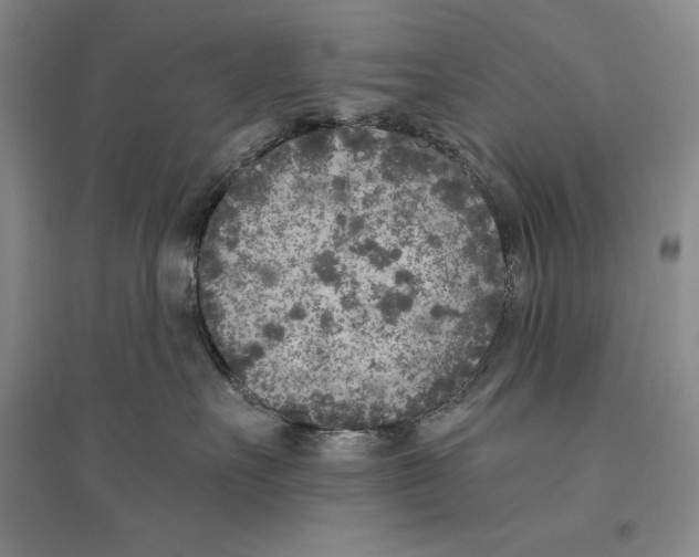 X0000096180527200802151444