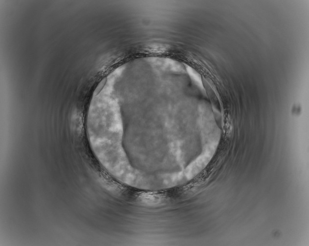X0000096180568200802151444