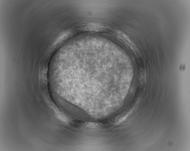 X0000096180585200802151443