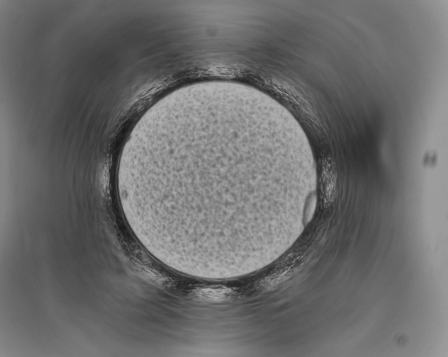 X0000096180595200802151443