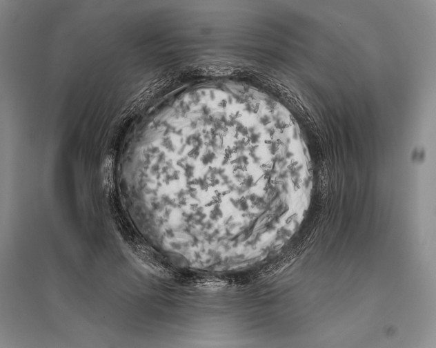 X0000096180598200802151443