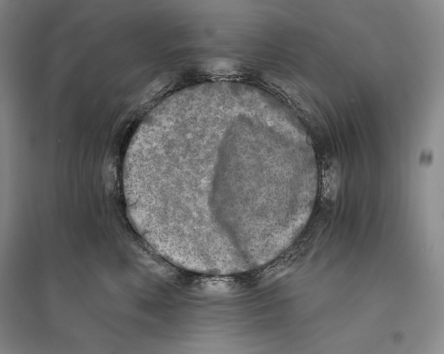 X0000096180618200802151443