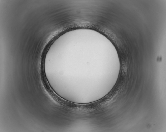 X0000096180630200802151442