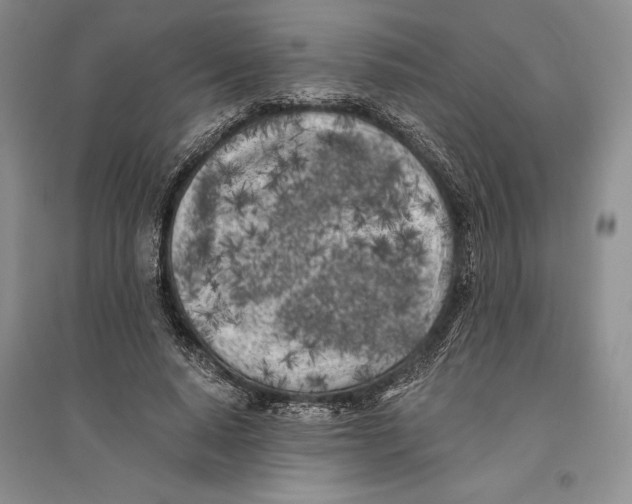 X0000096180640200802151442