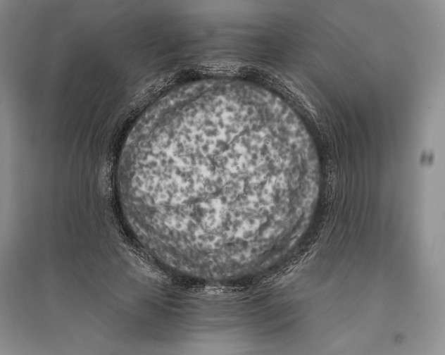 X0000096180641200802151442