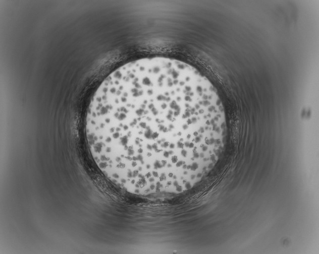 X0000096180643200802151442