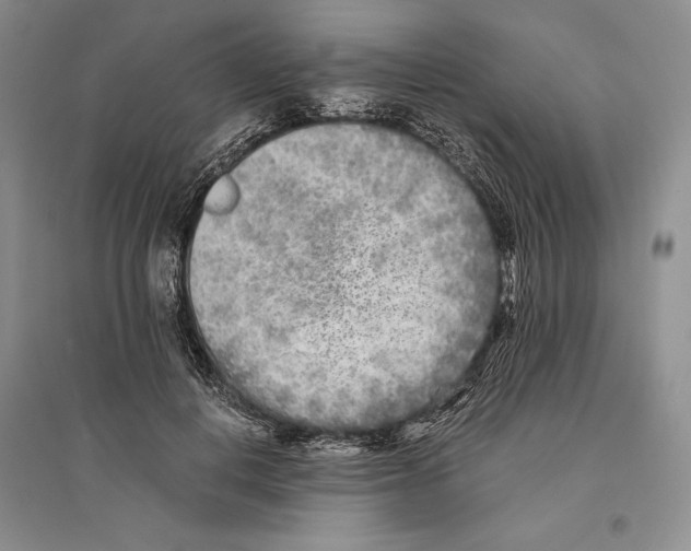 X0000096180648200802151442