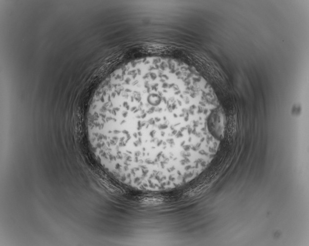 X0000096180653200802151442