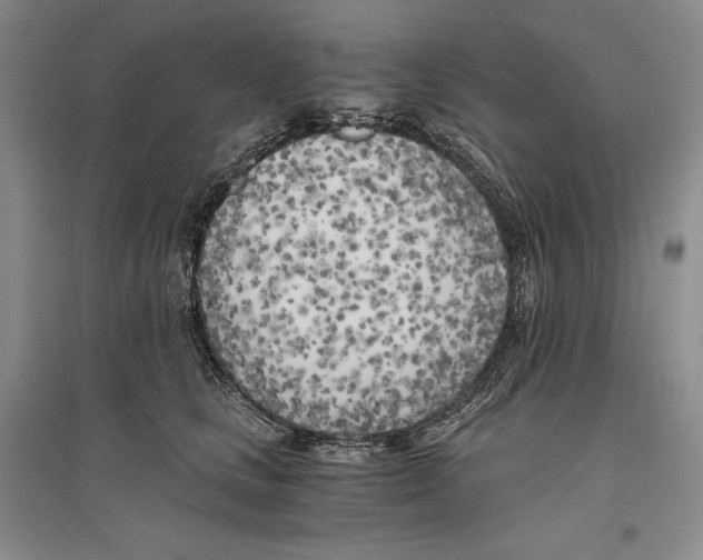 X0000096180661200802151442