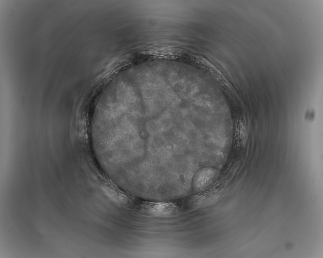 X0000096180663200802151442