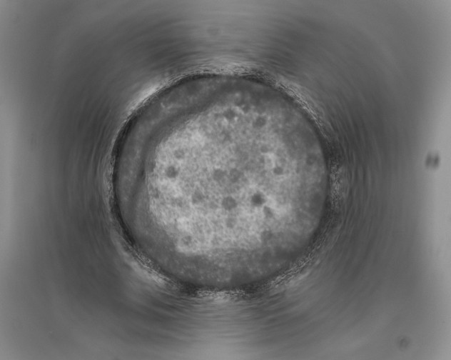 X0000096180679200802151442