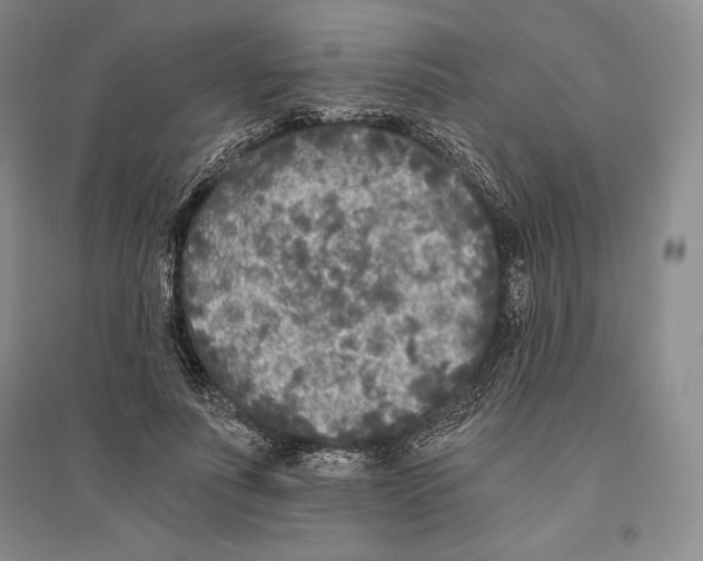 X0000096180691200802151442