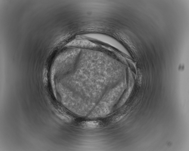 X0000096180692200802151442