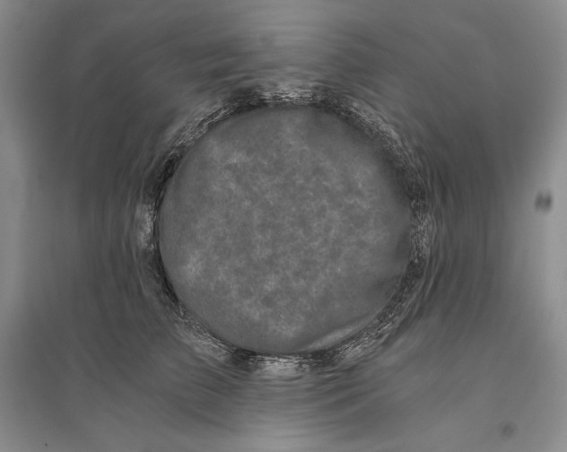 X0000096180709200802151441
