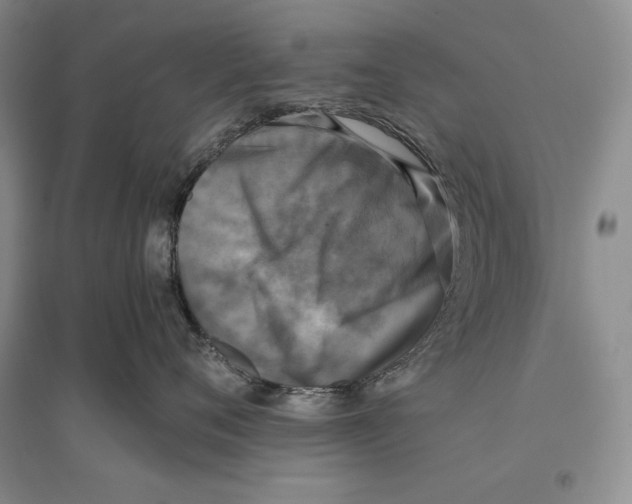 X0000096180720200802151441