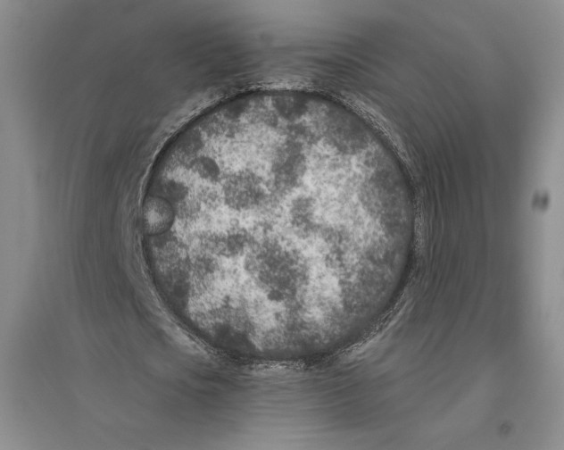 X0000096180721200802151440