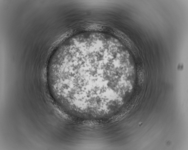 X0000096180729200802151440