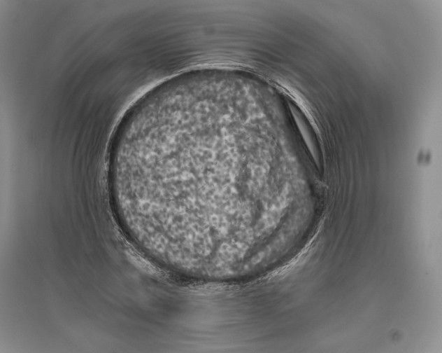 X0000096180779200802151440