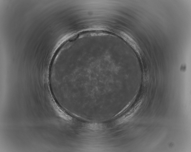 X0000096180797200802151440