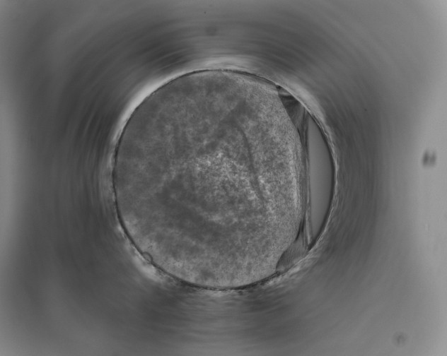 X0000096180816200802151440