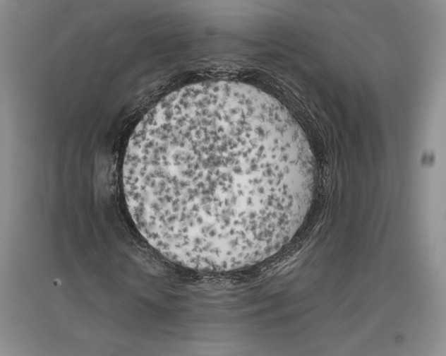X0000096180818200802151439