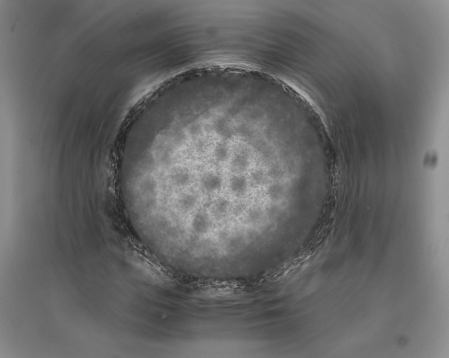 X0000096180823200802151439