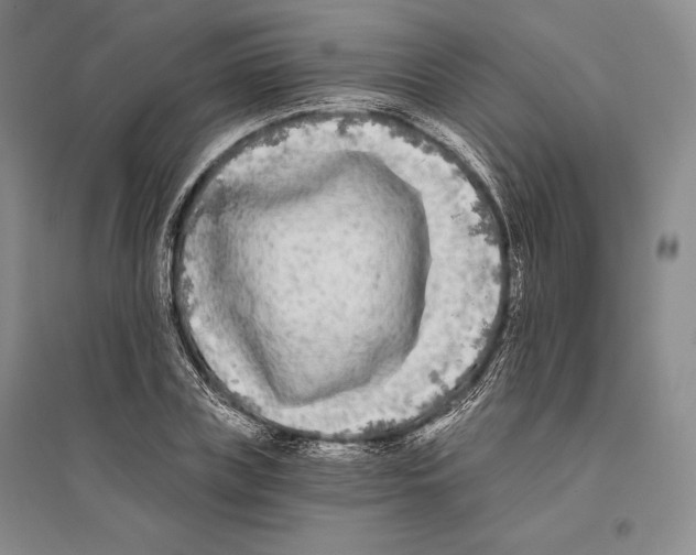 X0000096180835200802151439