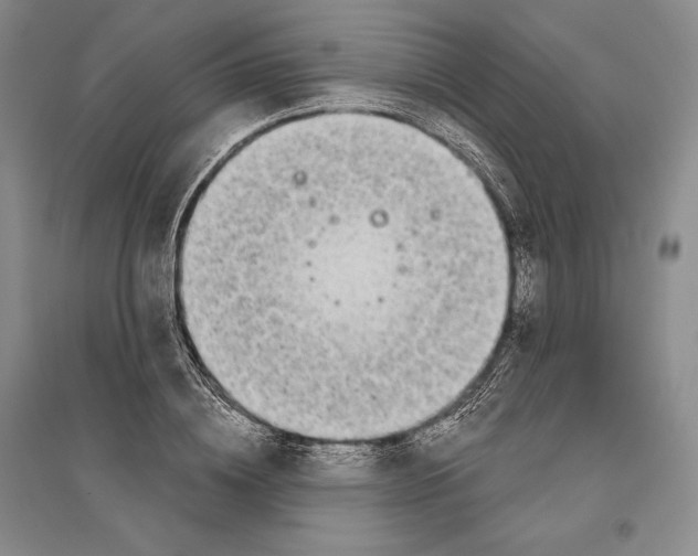 X0000096180836200802151439