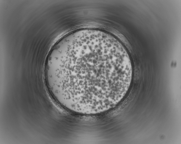 X0000096180850200802151439