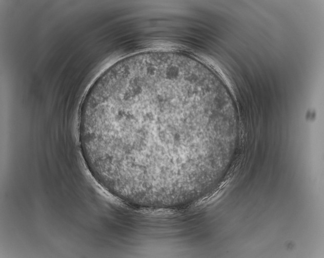 X0000096180851200802151439