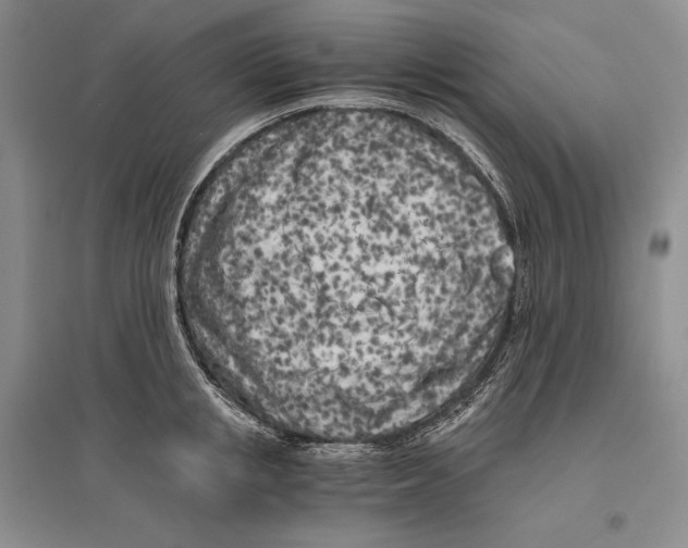 X0000096180853200802151439