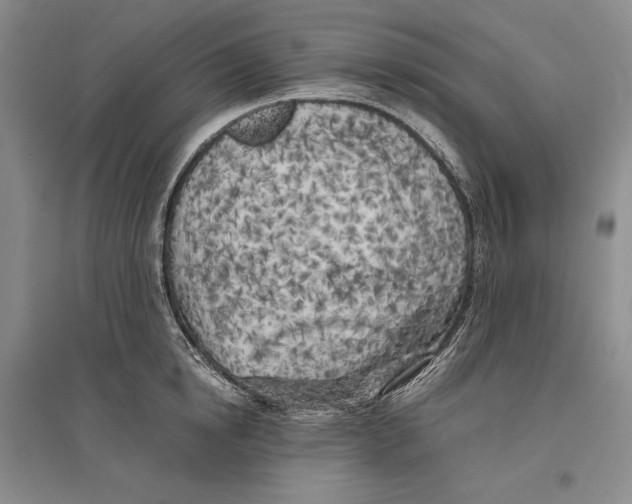 X0000096180854200802151439