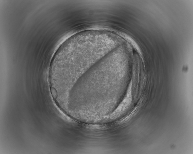 X0000096180855200802151440