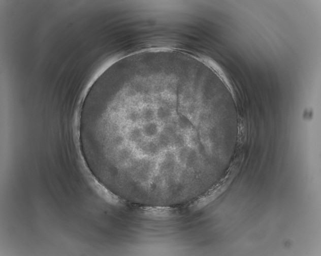 X0000096180859200802151440